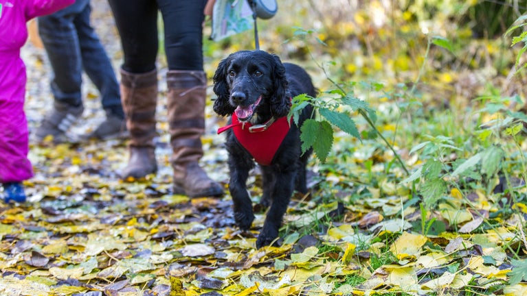 Closeup of a dog walking up a wooded path covered in yellow leaves